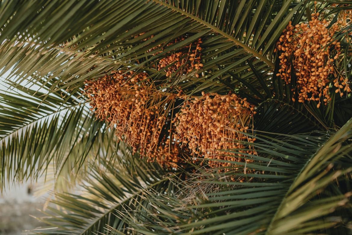 Malaysia Pioneered Diesel Alternatives Due to Crisis